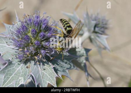 Natürliche Nahaufnahme auf einer großen europäischen Sandwespe, Bembix rostrata auf einem blauen Seaside Eryngo, Eryngium maritimum Stockfoto