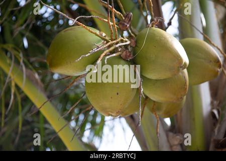 Kokosnüsse in einem Baum an einem sonnigen Tag Stockfoto
