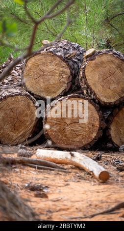 Ein Haufen Baumstämme mit gesägten Bäumen aus dem Wald. Stockfoto