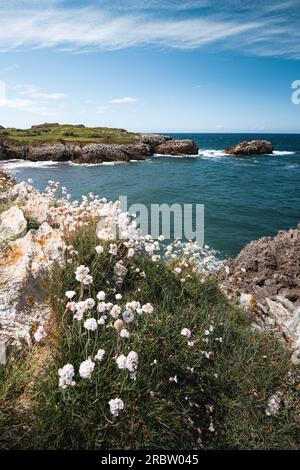 Blumen an den Klippen der asturischen Küste mit dem kantabrischen Meer im Hintergrund Stockfoto