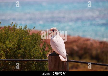 Corella am Meer Stockfoto