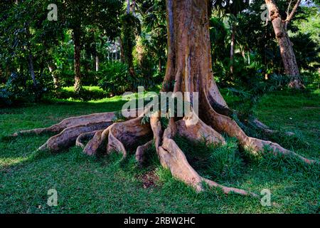 Ile Maurice, District de Pamplemousses, Pamplemousses, le jardin botanique Sir Seewoosagur Ramgoolam // Mauritius, Pamplemousses District, Pamplemouss Stockfoto