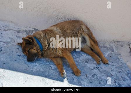 Ein Hund schläft im Schatten in Santorini, Griechenland. Stockfoto