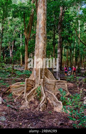 Mauritius, Savanne District, Wandern im Black River Gorges National Park Stockfoto