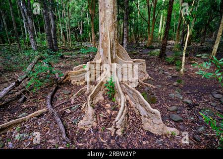 Mauritius, Savanne District, Wandern im Black River Gorges National Park Stockfoto