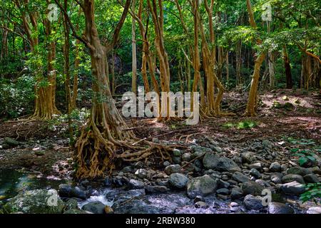 Mauritius, Savanne District, Wandern im Black River Gorges National Park Stockfoto