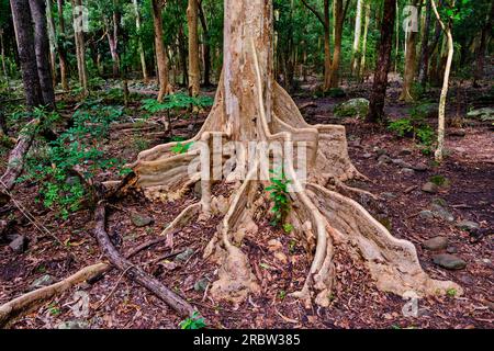 Mauritius, Savanne District, Wandern im Black River Gorges National Park Stockfoto