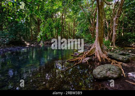 Mauritius, Savanne District, Wandern im Black River Gorges National Park Stockfoto