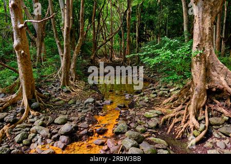 Mauritius, Savanne District, Wandern im Black River Gorges National Park Stockfoto