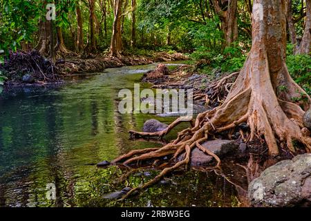 Mauritius, Savanne District, Wandern im Black River Gorges National Park Stockfoto