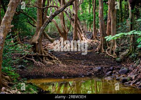 Mauritius, Savanne District, Wandern im Black River Gorges National Park Stockfoto