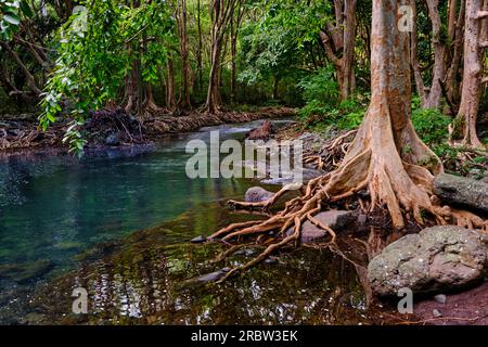 Mauritius, Savanne District, Wandern im Black River Gorges National Park Stockfoto