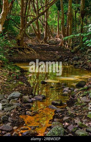 Mauritius, Savanne District, Wandern im Black River Gorges National Park Stockfoto