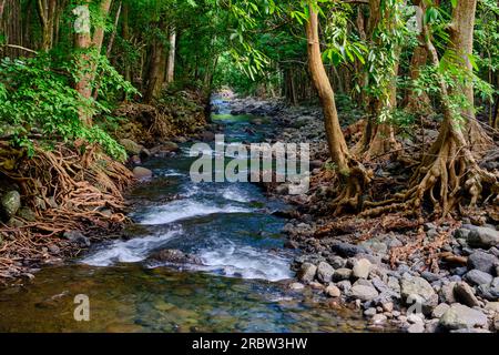 Mauritius, Savanne District, Wandern im Black River Gorges National Park Stockfoto