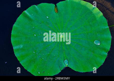 Mauritius, Distrikt Pamplemousses, Pamplemousses, Botanischer Garten Sir Seewoosagur Ramgoolam, Teich der riesigen Seerosen (Victoria amazonica) Stockfoto