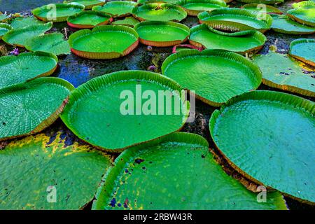 Mauritius, Distrikt Pamplemousses, Pamplemousses, Botanischer Garten Sir Seewoosagur Ramgoolam, Teich der riesigen Seerosen (Victoria amazonica) Stockfoto