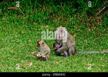 Mauritius, Savanne-Viertel, Black River Gorges-Nationalpark, Mauritius Macaque mit dem Baby Stockfoto