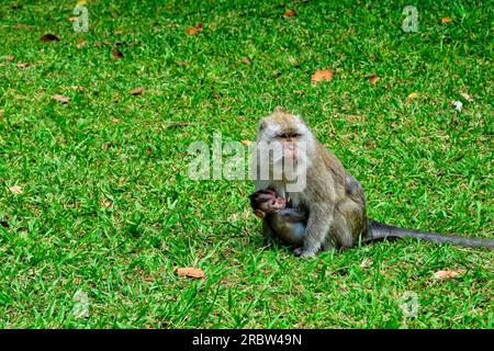 Mauritius, Savanne-Viertel, Black River Gorges-Nationalpark, Mauritius Macaque mit dem Baby Stockfoto