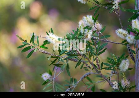 bush Callistemon Salignus Nahaufnahme Stockfoto