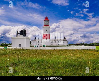 Der sonnenbeleuchtete Souter Lighthouse befindet sich hinter einer großen Wildblume auf den Klippen. Stockfoto