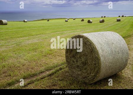 Heuballen, die auf die Sammlung warten. Der Cleveland Way führt durch dieses Feld bei Whitby. Stockfoto