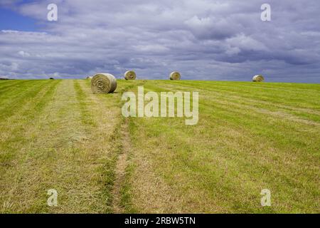 Heuballen, die auf die Sammlung warten. Der Cleveland Way führt durch dieses Feld bei Whitby. Stockfoto