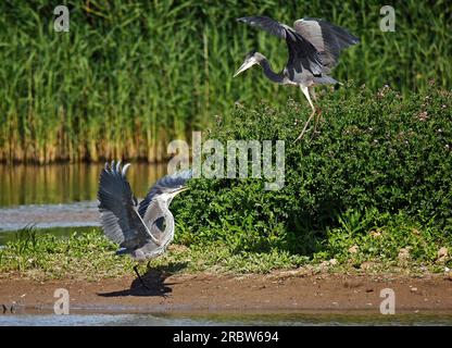 Einer von ihnen versucht, den anderen zu verschrecken. Blacktoft Sands Nature Reserve, Yorkshire, England: KOMISCHE Bilder von zwei Yorkshire Reihern, die kämpfen und Stockfoto