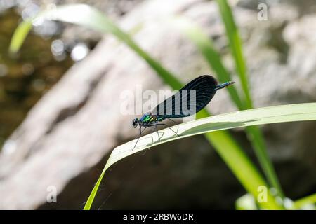 Blauflügel-Prachtlibelle, Prachtlibelle, Blauflügelprachtlibelle, Männchen, Calopteryx virgo, Bluewing, schöne Demoiselle, demoiselle agrion, Männlich, Stockfoto