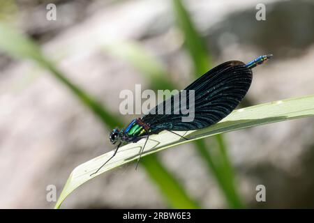 Blauflügel-Prachtlibelle, Prachtlibelle, Blauflügelprachtlibelle, Männchen, Calopteryx virgo, Bluewing, schöne Demoiselle, demoiselle agrion, Männlich, Stockfoto