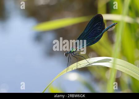 Blauflügel-Prachtlibelle, Prachtlibelle, Blauflügelprachtlibelle, Männchen, Calopteryx virgo, Bluewing, schöne Demoiselle, demoiselle agrion, Männlich, Stockfoto