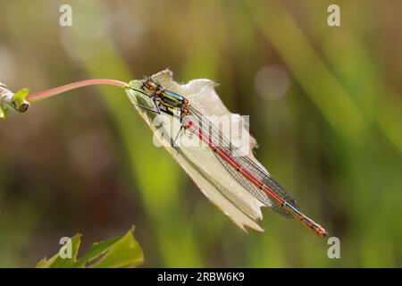 Erste Adonislibelle, Pyrrhosoma nymphula, frisch geschlüpftes Männchen, große rote Damselfliege, Männlich, La Petite Nymphe au Corps de feu Stockfoto