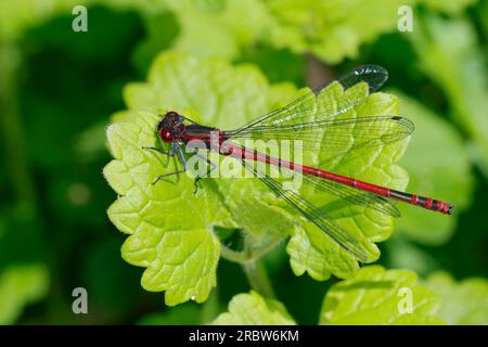 Erste Adonislibelle, Pyrrhosoma nymphula, Männchen, große rote Damselfliege, Männlich, La Petite Nymphe au Corps de feu Stockfoto