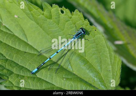 Hufeisen-Azurjungfer, Männchen, Hufeisenazurjungfer, Azurjungfer, Coenagrion puella, Azure Damselfly, männlich, L'agrion jouvencelle Stockfoto