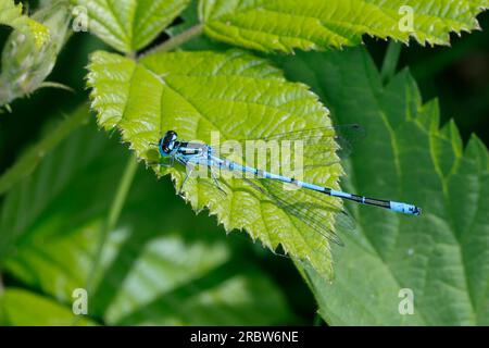 Hufeisen-Azurjungfer, Männchen, Hufeisenazurjungfer, Azurjungfer, Coenagrion puella, Azure Damselfly, männlich, L'agrion jouvencelle Stockfoto