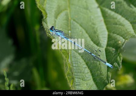 Hufeisen-Azurjungfer, Männchen, Hufeisenazurjungfer, Azurjungfer, Coenagrion puella, Azure Damselfly, männlich, L'agrion jouvencelle Stockfoto