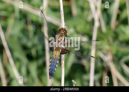 Plattbauch, Männchen, Plattbauch-Libelle, Plattbauchlibelle, Libellula depressa, Platetrum Depressum, breiter Körper Chaser, Broadboded Chaser, Breite B. Stockfoto