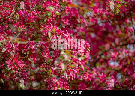 Blühender Apfelbaum mit roten Blumen im Frühling Stockfoto
