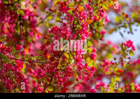 Blühender Apfelbaum mit roten Blumen im Frühling Stockfoto