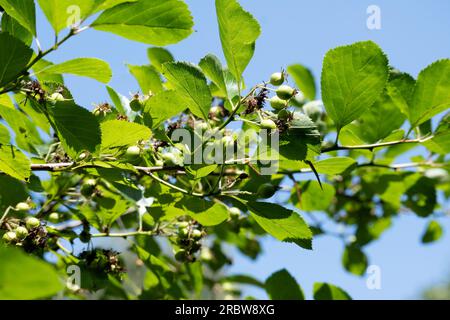 Crataegus crus-galli, Cockspur Thorn. Stockfoto