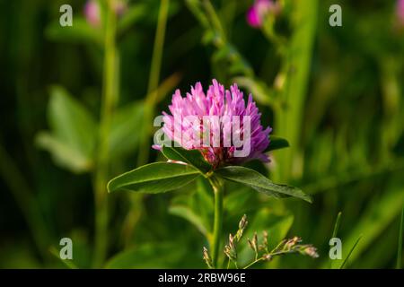 Trifolium pratense, Rotklee. Sammeln Sie wertvolle Blumen im Sommer auf der Wiese. Heilpflanze und Honigpflanze, Futter und in der Volksmedizin Stockfoto