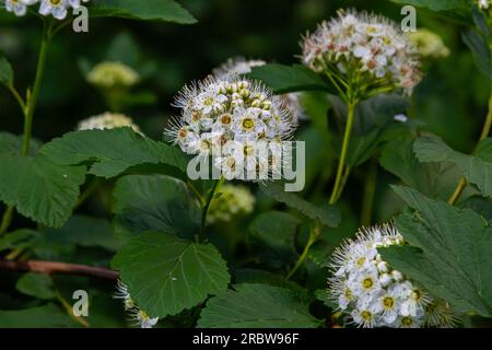 Grüne Blätter und weiße Blüten von Physocarpus opulifolius im Mai. Stockfoto