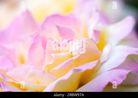 Schöne rosa-gelbe Nahaufnahme Stockfoto