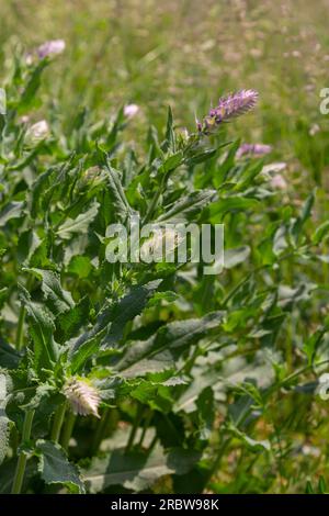 Melampyrum arvense, gemeinhin als Feldkuhweizen bekannt, ist eine krautige Blütenpflanze der Gattung Melampyrum aus der Familie der Orobanchaceae. Stockfoto