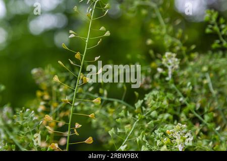 Capsella bursa-pastoris, bekannt als Schäfertasche. Weit verbreitetes und gebräuchliches Unkraut in Agrar- und Gartenpflanzen. Heilpflanze in natürlicher Umgebung. Stockfoto