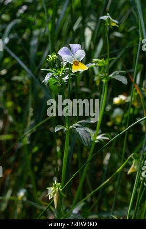 Wilde Viola Arvensis, Feldfansen-Blumenbeet-Abloom. Schöne Wildblütenpflanze, die in der alternativen Kräutermedizin verwendet wird. Naturfotografie im Freien. Stockfoto