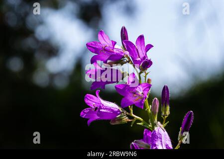 Nahaufnahme campanula sibirica mit verschwommenem Hintergrund im Sommergarten. Stockfoto