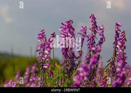 Wicken, vicia cracca wertvolle Honigpflanze, Futter und Heilpflanze. Zerbrechliche lila Blüten im Hintergrund. Wollblüte oder Futterwuchsblüte in Frühlingsgar Stockfoto