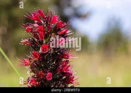 Rote Blüten von russischem Bugloss, Echium russicum Echium rubrum, Pontechium maculatum Blume auf dem Feld. Stockfoto