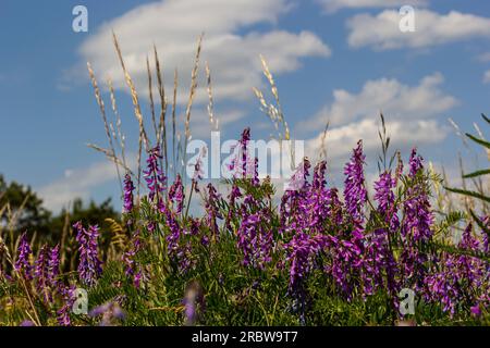 Wicken, vicia cracca wertvolle Honigpflanze, Futter und Heilpflanze. Zerbrechliche lila Blüten im Hintergrund. Wollblüte oder Futterwuchsblüte in Frühlingsgar Stockfoto