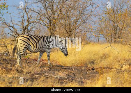 Plains Zebra (Equus quagga) auf Felsen in Savanna, Kruger National Park, Limpopo, Südafrika. Stockfoto
